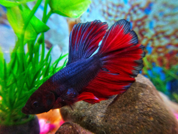 暹罗斗鱼红色近景水下镜头图片下载
