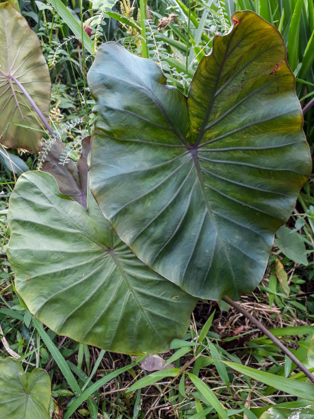 芋头叶质地照片图片下载