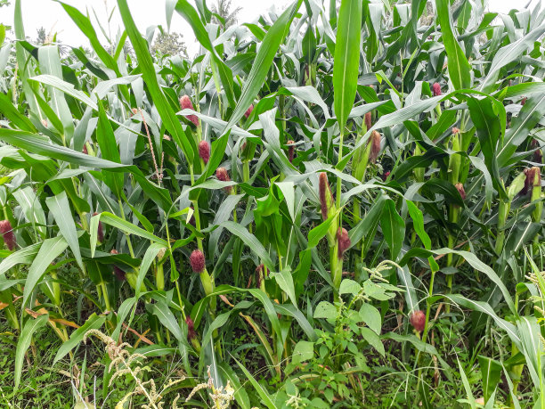 稻田里的玉米图片下载