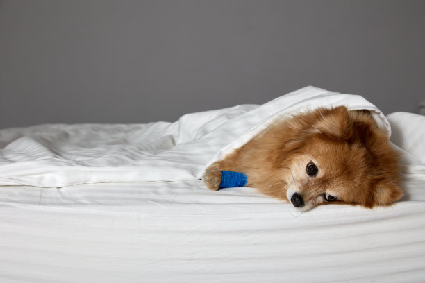 灰色背景上，白色毯子下躺着一只裹着绷带的德国小斯皮兹图片下载