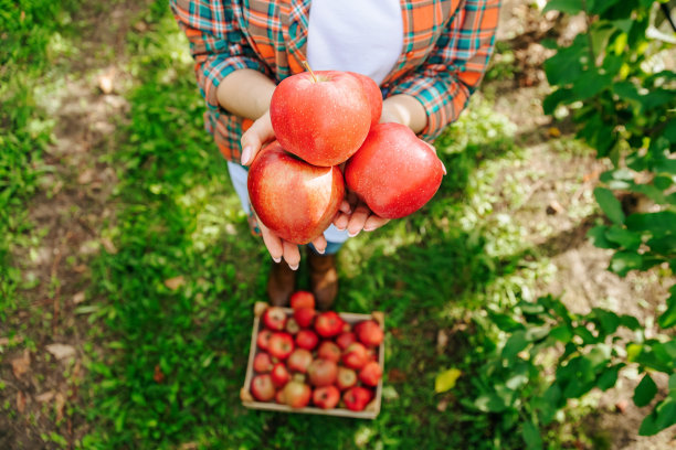 从上面的近距离视角，把红苹果倒在刚摘完的女人手里。图片下载