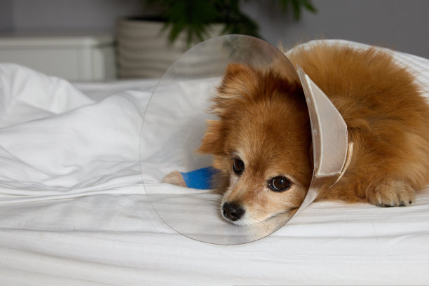 小狗系好爪子后躺在床上，靠着灰色的墙图片下载