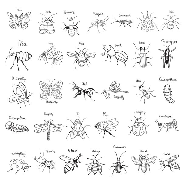 收集的昆虫。大纲插图。图片下载