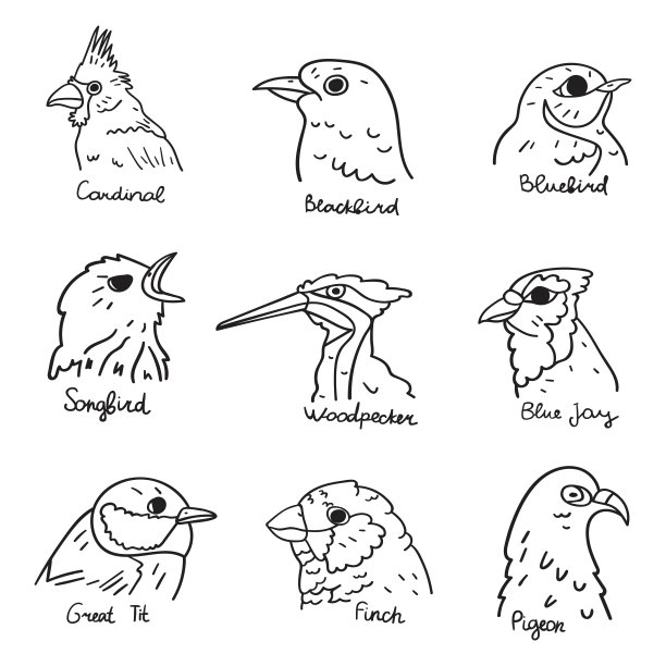 鸟头。图片下载