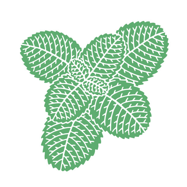 薄荷树叶(俯视图)图片下载