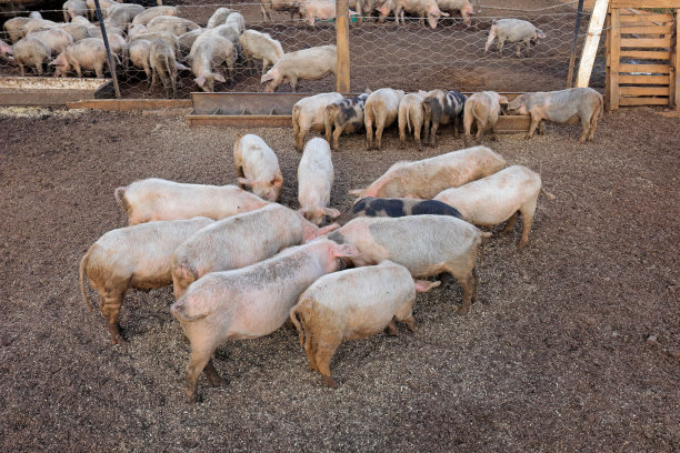 在纳米比亚农村的一个养猪场，猪在围栏里进食图片下载