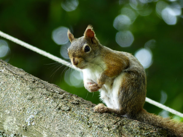 东部灰松鼠栖息在树上图片下载