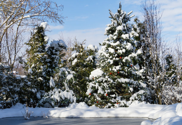 冬天的童话在池塘附近的花园里。圣诞球挂在针叶树蓝云杉的树枝上。真正的雪冬天在花园里。新年和圣诞节魔术主题的自然概念。图片下载