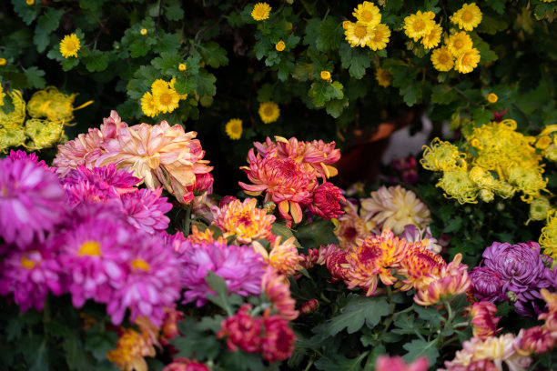 鲜艳的菊花为装饰秋花图片下载
