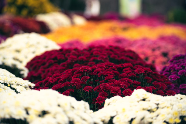 鲜艳的菊花为装饰秋花图片下载