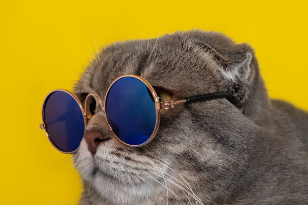 苏格兰叠耳猫。宠物。纯种家猫图片下载