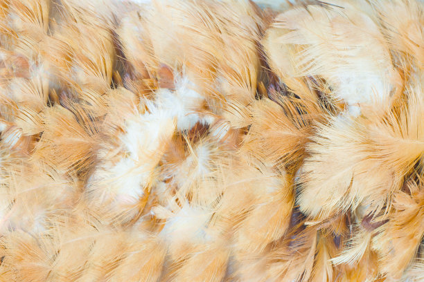 老鹰羽毛纹理图案为背景图片下载