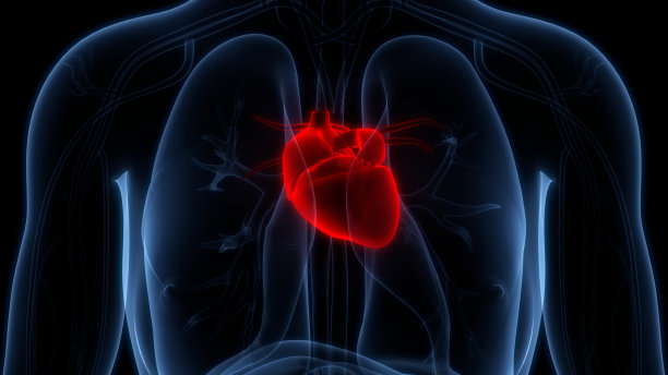 人体循环系统心脏解剖学图片下载