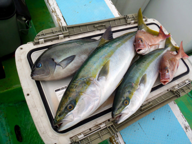 黄尾(日本琥珀，稻田，Warasa，武里)，红海鲷(马代)，大型黑鱼(梅吉纳，古雷)，捕获。在渔船甲板上拍摄的照片。图片下载