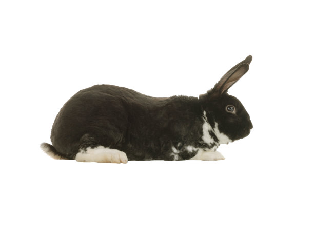 黑白兔孤立在白色背景上图片下载