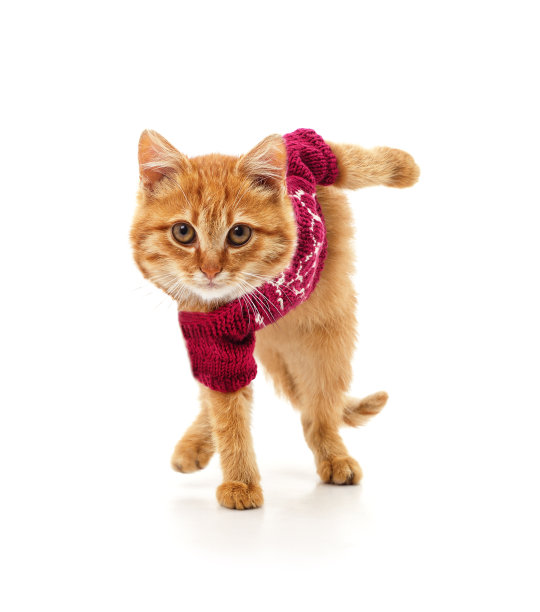 穿毛衣的小猫举起一只爪子。图片下载