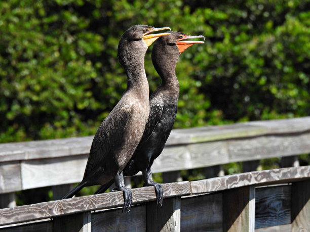 新生性鸬鹚(巴西鸬鹚)-在栏杆上休息图片下载