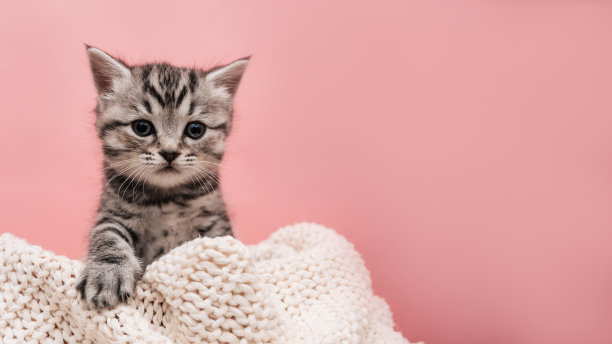 一个可爱的毛茸茸的条纹小猫的肖像在浅粉色的背景与一个地方为您的文字。图片下载