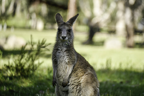小袋鼠，大灰袋鼠图片下载