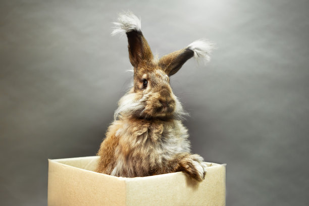 天然的棕色兔子在盒子里，向盒子外看。图片下载