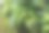图片组塔纳曼Walisongo Variegata或矮伞树在花园里。俗称五倍子花，是五倍子科的开花植物。装饰室内植物。图片下载