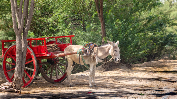 驮着木车的驴图片下载