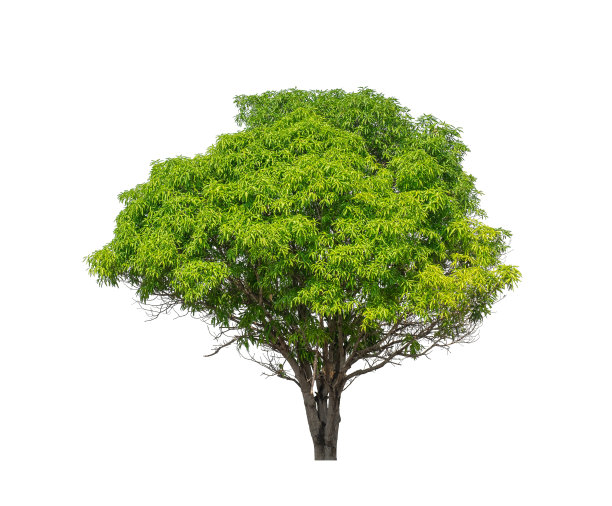 树孤立在白色背景。图片下载