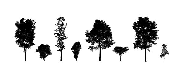 设置树木剪影刷在白色背景图片下载