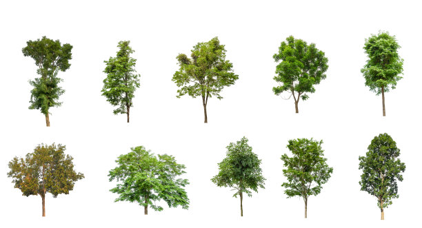 白色背景上的孤立的树图片下载