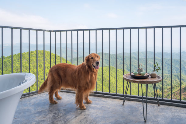 金毛猎犬站在阳台上图片下载