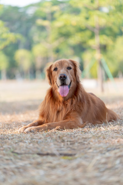金毛猎犬躺在干草上图片下载