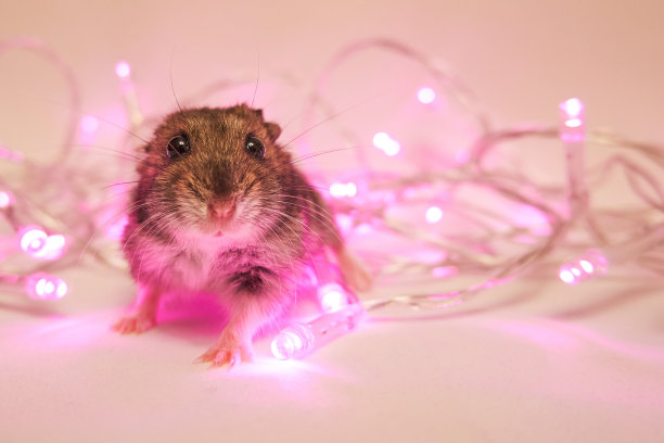 可爱的毛茸茸的匈牙利仓鼠图片下载