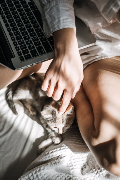 自由职业者，在家工作。猫玩笔记本电脑。小猫看着它的女主人工作的笔记本电脑图片下载