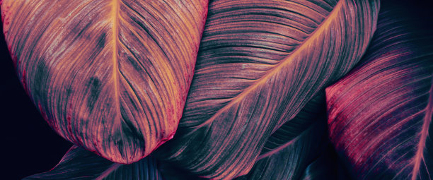 热带树叶纹理背景图片下载