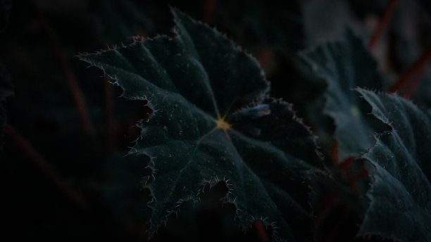 特写深色树叶背景图片下载