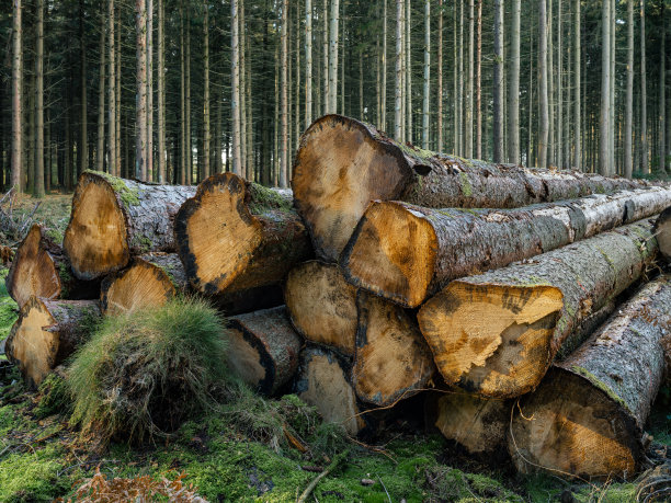 冷杉的树干在森林的边缘折断图片下载