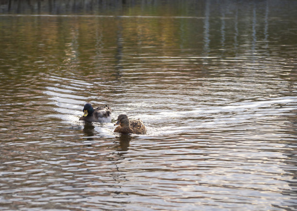 鸭子正顺流而下。图片下载