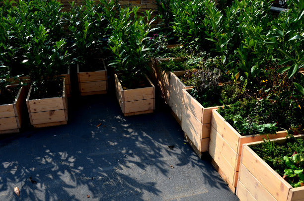 木制花坛与常绿灌木。准备在广场周围部署。园艺植物丛图片下载