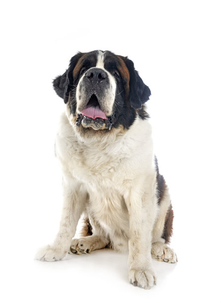 画室里的圣伯纳图片下载