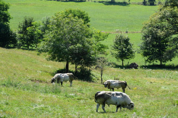 皮埃蒙特的牛图片下载