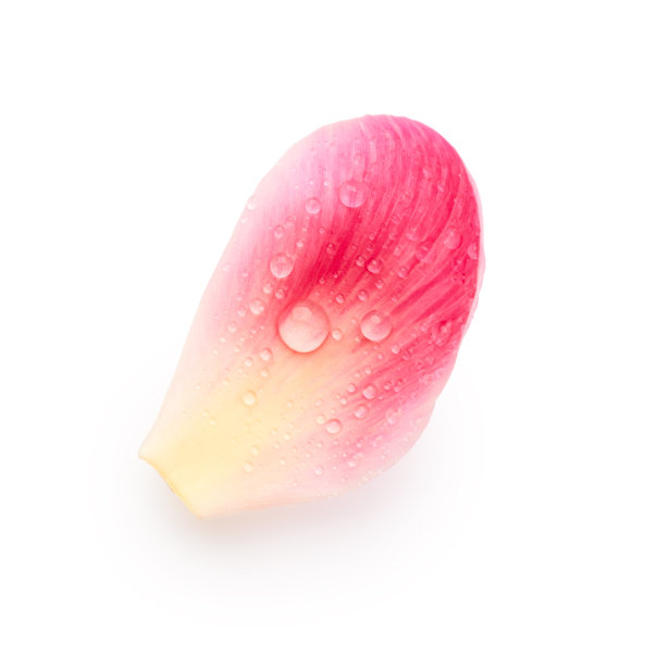 白色背景上有水滴的花瓣图片下载