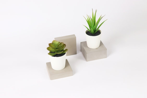 自然盆栽多肉植物在白色花盆上的生混凝土水泥石头在白色背景和旗帜与绿色仙人掌和仙人掌被称为世纪植物和沙漠中的石蜡图片下载