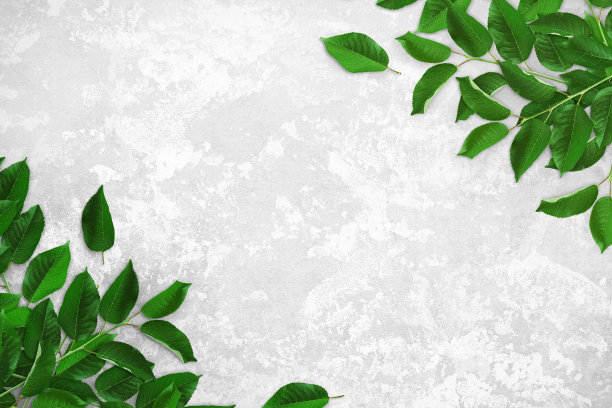 浅灰色的混凝土桌子上放着绿叶的树枝。旧的白色和灰色混凝土背景。广告板，海报模型为您的设计。平铺，特写，俯视图，复制空间图片下载
