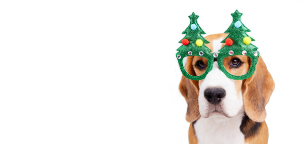 一只小猎犬戴着圣诞树形状的眼镜，背景是孤立的白色。新年快乐，圣诞快乐的祝福横幅。图片下载