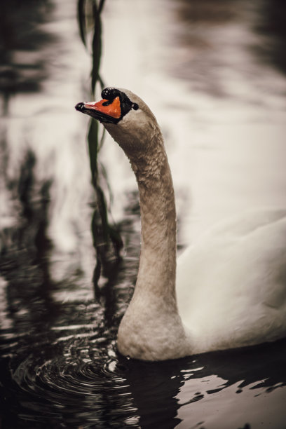 天鹅图片下载