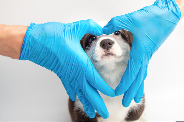 医生拿着心形的手旁边可爱的小开衫威尔士柯基小狗白色背景。狗看着摄像机兽医。对宠物的关爱。复制空间横幅图片下载