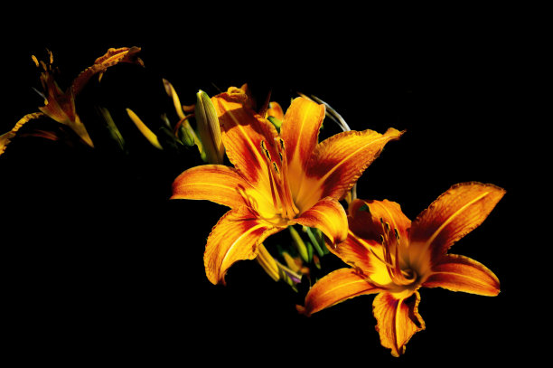 黑色背景上盛开的橙色块茎百合。图片下载
