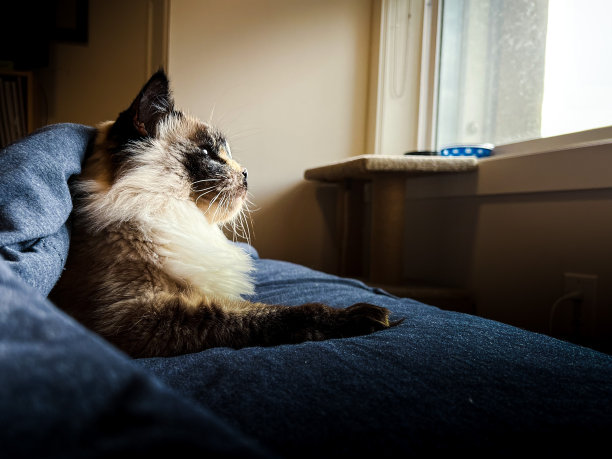 猫在等待冬天图片下载