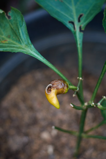 辣椒植株被害虫破坏或吃掉图片下载
