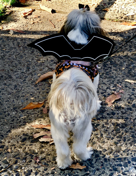 万圣节狗蝙蝠图片下载